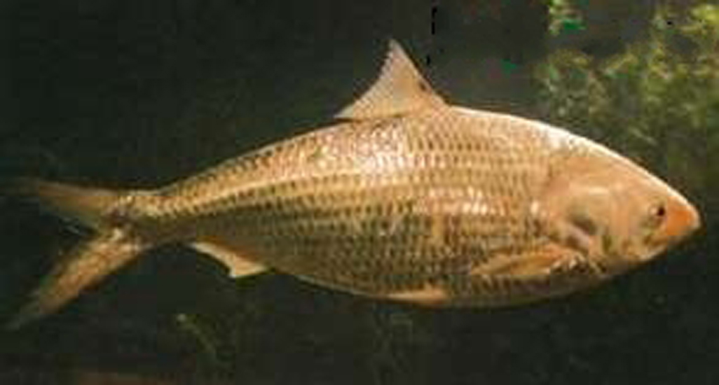 星空体育APP网站-距离论纲要