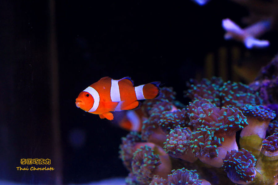 挑选企业简介翻译服务时需要知道什么?知行翻译公司总结了这几点:星空体育APP(图7) 星空体育APP网站