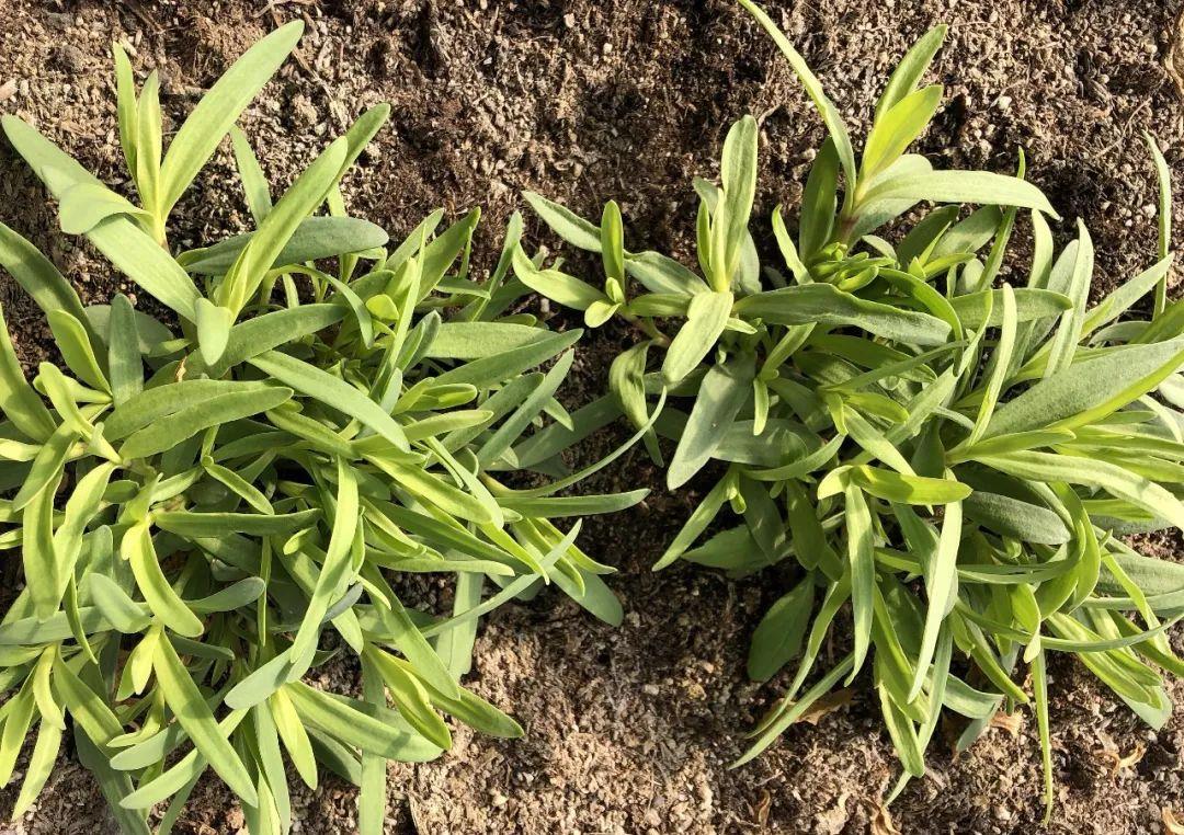 
暖心贴心聚心 西岗区新时代文明之风吹进黎民心田【星空体育app下载】