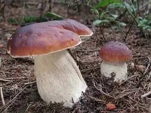 东海有勇妇(代关中有贤女)|星空体育APP(图1) 星空体育APP网站