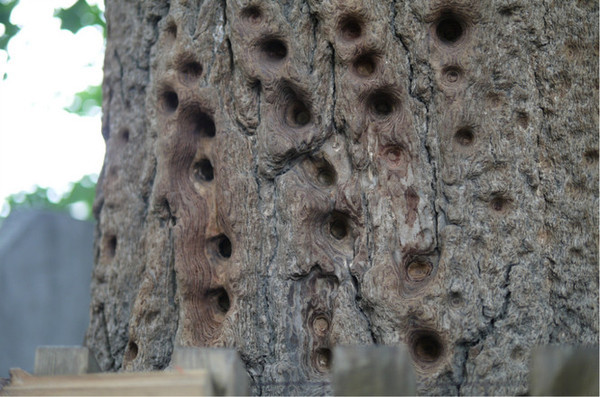 @赤峰人 知识拓展:乡村振兴战略下农业生产性服务业的生长偏向:星空体育APP(图1) 星空体育app下载