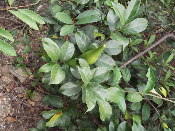 星空体育APP:答僧拄杖(图2) 星空体育APP