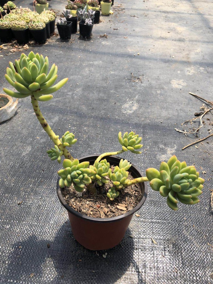 星空体育APP网站