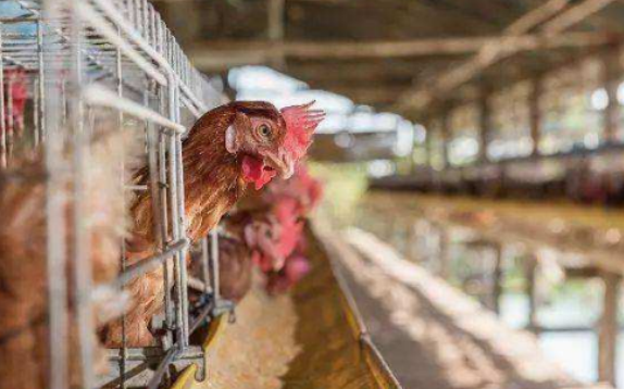 星空体育APP网站