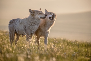 星空体育app下载：水（西蜀净众寺五题）